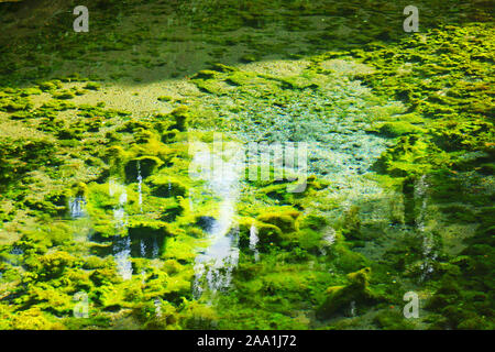 Quelle der Shirakawa Fluss, Präfektur Kumamoto, Japan Stockfoto