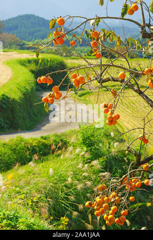 Persimonen Baum und Country Road Stockfoto