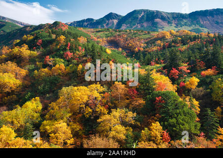 Herbst Laub, tokachidake Onsen, Hokkaido Prefecture, Japan Stockfoto