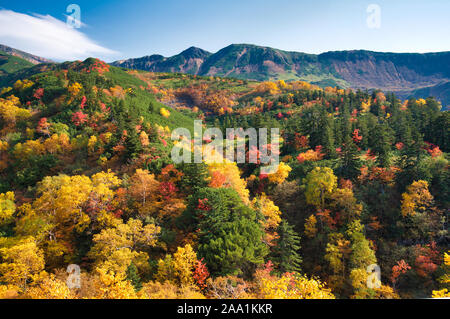 Herbst Laub, tokachidake Onsen, Hokkaido Prefecture, Japan Stockfoto