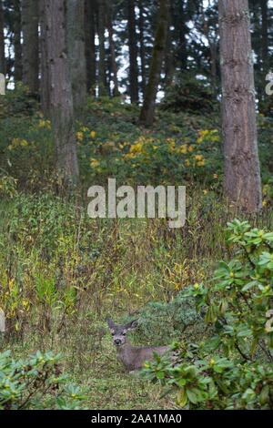 Ein junger Hirsch in der Nähe eines bewaldeten Gebiet in Eugene, Oregon, USA. Stockfoto