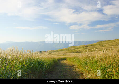 Japanische silber Gras, Aso, Präfektur Kumamoto, Japan Stockfoto