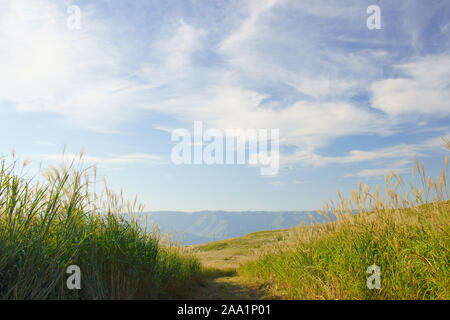 Japanische silber Gras, Aso, Präfektur Kumamoto, Japan Stockfoto