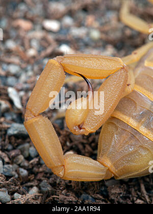 Telson (Schwanz) und Stich eines weiblichen Arizona Rinde scorpion, Centruroides sculpturatus, xeric Morph, auf Sand, von oben Stockfoto