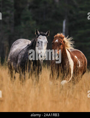 Zwei Ranch Pferde galoppieren in Whitefish Montana Stockfoto