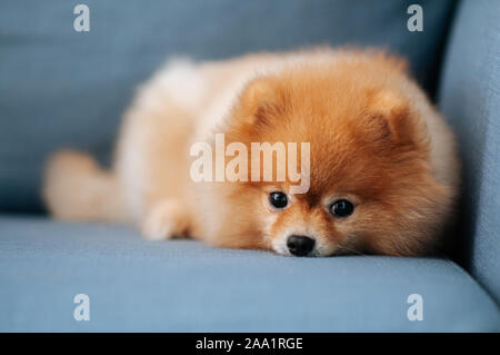 Nette junge pomeranian Hund faul liegend auf dem Sofa Couch mit neugierigen Augen in die Kamera starrt Stockfoto