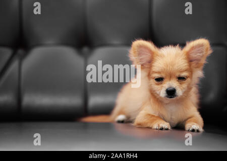 Junge Chihuahua baby Hunde mit sehr schläfrig Gesicht Augen halb geöffnet, gemütliche Liegen auf leder Sofa Couch Süß Stockfoto