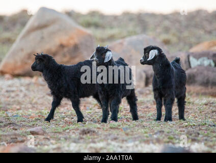 Verwilderte Ziegen im Outback Australien Stockfoto