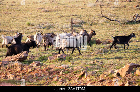 Verwilderte Ziegen in Mutawintji National Park, Outback New South Wales, Australien Stockfoto