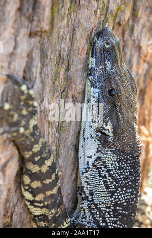 Lace Monitor (Varanus varius) klettern auf einen Baum. Auch als goanna bekannt. Stockfoto