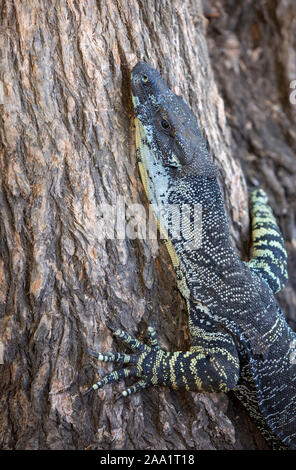 Lace Monitor (Varanus varius) klettern auf einen Baum. Auch als goanna bekannt. Stockfoto