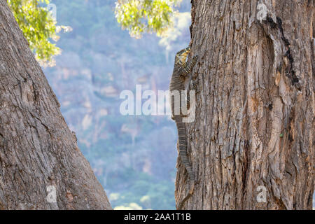 Lace Monitor (Varanus varius) klettern auf einen Baum. Auch als goanna bekannt. Stockfoto