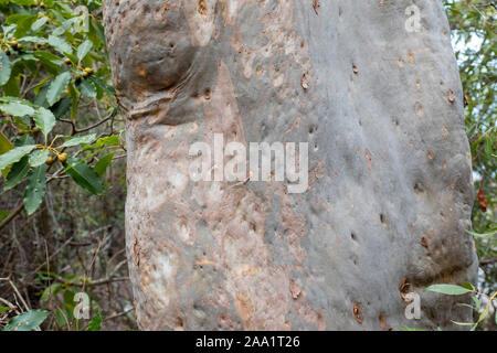 Rinde Muster auf eine Angophora costata, eine gemeinsame Wald und Wald Baum des östlichen Australien. Eng mit eucalytpus, diese Art ist auch Kom Stockfoto