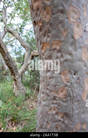 Rinde Muster auf eine Angophora costata, eine gemeinsame Wald und Wald Baum des östlichen Australien. Eng mit eucalytpus, diese Art ist auch Kom Stockfoto