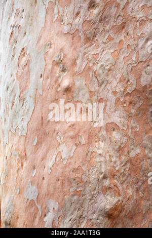 Rinde Muster auf eine Angophora costata, eine gemeinsame Wald und Wald Baum des östlichen Australien. Eng mit eucalytpus, diese Art ist auch Kom Stockfoto