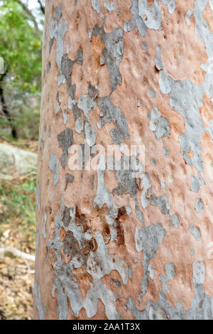 Rinde Muster auf eine Angophora costata, eine gemeinsame Wald und Wald Baum des östlichen Australien. Eng mit eucalytpus, diese Art ist auch Kom Stockfoto