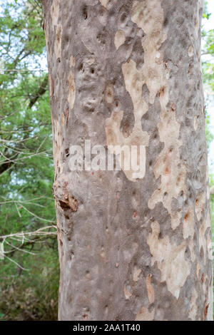 Rinde Muster auf eine Angophora costata, eine gemeinsame Wald und Wald Baum des östlichen Australien. Eng mit eucalytpus, diese Art ist auch Kom Stockfoto