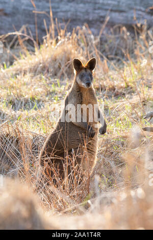 Swamp Wallaby (Wallabia bicolor), auch als Schwarzer Wallaby, Australien bekannt Stockfoto