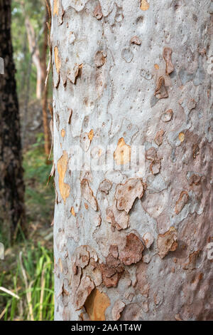 Rinde Muster auf eine Angophora costata, eine gemeinsame Wald und Wald Baum des östlichen Australien. Eng mit eucalytpus, diese Art ist auch Kom Stockfoto