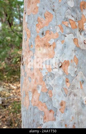 Rinde Muster auf eine Angophora costata, eine gemeinsame Wald und Wald Baum des östlichen Australien. Eng mit eucalytpus, diese Art ist auch Kom Stockfoto