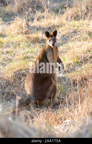 Swamp Wallaby (Wallabia bicolor), auch als Schwarzer Wallaby, Australien bekannt Stockfoto