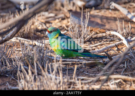 Australische Ringneck Parrot (Barnardius zonarius) Ernährung auf dem Boden im Outback von Queensland. Auch als Mallee Ringneck bekannt. Stockfoto