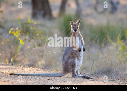 Junge Red-necked Wallaby (Macropus rufogriseus) auf einem Feldweg in New South Wales, Australien Stockfoto