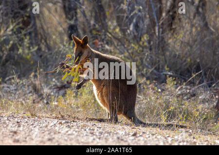 Swamp Wallaby (Wallabia bicolor), auch als Schwarzer Wallaby, Australien bekannt Stockfoto