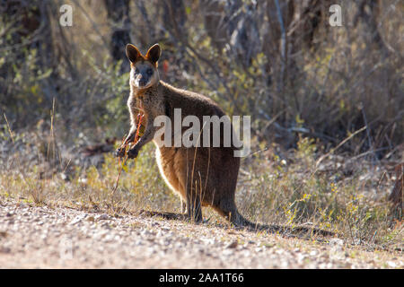 Swamp Wallaby (Wallabia bicolor), auch als Schwarzer Wallaby, Australien bekannt Stockfoto