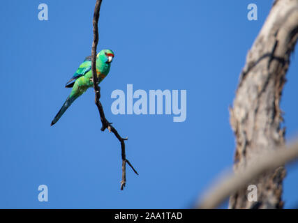 Australische Ringneck Parrot (Barnardius zonarius) im Outback von Queensland. Auch als Mallee Ringneck bekannt. Stockfoto