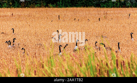 Eine Schar von Kanada Gänse hat in einem Feld von hohem Gras, die im Herbst Saison gebräunt gesammelt hat. Der Kopf und Hals der Vögel in dieser Herde sti Stockfoto