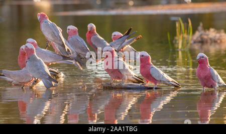 Herde von Rosa und Grau Galahs (Eolophus roseicapilla) trinken an einer Wasserstelle im Outback von Queensland, Australien Stockfoto