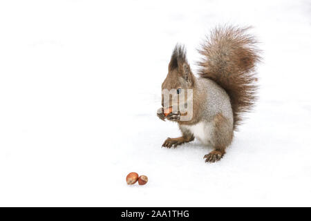 Kleine rote Eichhörnchen im Park sitzen im Schnee und das Essen von Muttern, Detailansicht Stockfoto