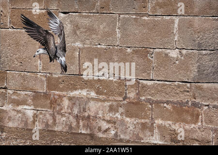 Fliegende Möwe gegen Steinmauer in Essaouira, Marokko. Stockfoto