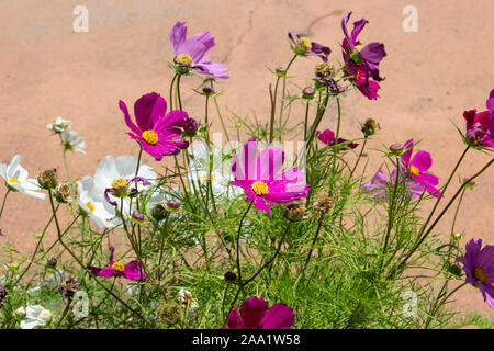 Zierliche zarte rosa und weißen Blüten von einzelnen Kosmos Gattung asteraceae mit grünen ferny Laub Blütezeit im Frühling Garten sind charmant. Stockfoto