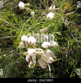 Flauschigen weißen Blumen der Australischen Melaleuca linariifolia, Schnee-im-Sommer, schmal-leaved paperbark oder Flachs-leaved paperbark mit dichten breiten Kuppel. Stockfoto