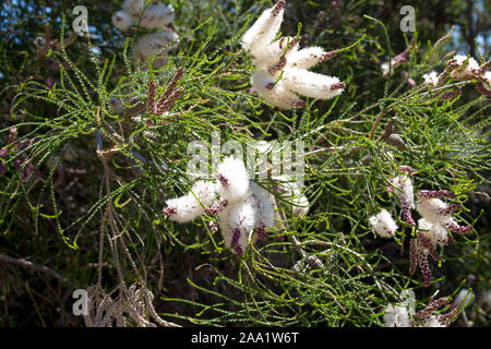 Flauschigen weißen Blumen der Australischen Melaleuca linariifolia, Schnee-im-Sommer, schmal-leaved paperbark oder Flachs-leaved paperbark mit dichten breiten Kuppel. Stockfoto