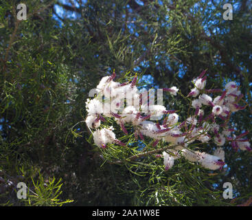 Flauschigen weißen Blumen der Australischen Melaleuca linariifolia, Schnee-im-Sommer, schmal-leaved paperbark oder Flachs-leaved paperbark mit dichten breiten Kuppel. Stockfoto