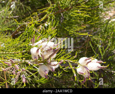 Flauschigen weißen Blumen der Australischen Melaleuca linariifolia, Schnee-im-Sommer, schmal-leaved paperbark oder Flachs-leaved paperbark mit dichten breiten Kuppel. Stockfoto