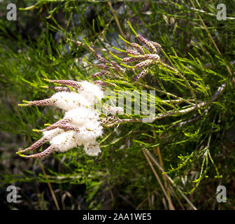 Flauschigen weißen Blumen der Australischen Melaleuca linariifolia, Schnee-im-Sommer, schmal-leaved paperbark oder Flachs-leaved paperbark mit dichten breiten Kuppel. Stockfoto