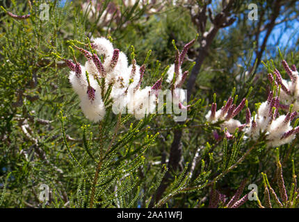 Flauschigen weißen Blumen der Australischen Melaleuca linariifolia, Schnee-im-Sommer, schmal-leaved paperbark oder Flachs-leaved paperbark mit dichten breiten Kuppel. Stockfoto