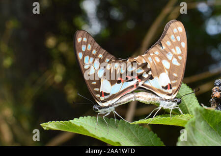 Gemeinsame Jay Schmetterling, Schmetterling doson (Gegenstück), Nira, Maharashtra, Indien Stockfoto