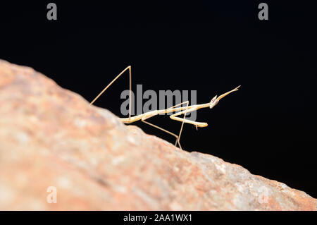 Gras Mantis, Schizocephala, Bicornis, Satara, Maharashtra, Indien Stockfoto