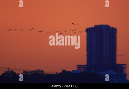 Skyline der Stadt während des Sonnenuntergangs. Eine Herde von fliegenden Vögeln ergänzt die Szene. (Bangalore) Stockfoto