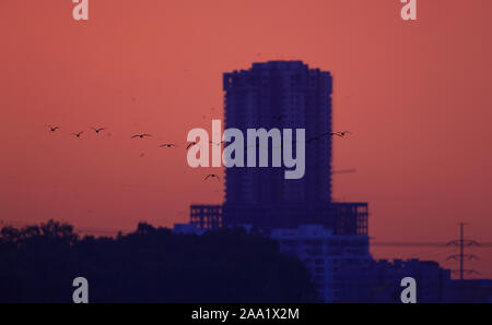 Skyline der Stadt während des Sonnenuntergangs. Eine Herde von fliegenden Vögeln ergänzt die Szene. (Bangalore) Stockfoto