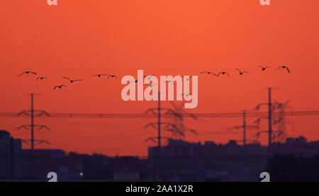 Skyline der Stadt während des Sonnenuntergangs. Eine Herde von fliegenden Vögeln ergänzt die Szene. (Bangalore) Stockfoto