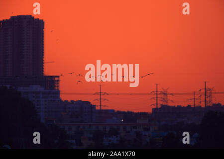 Skyline der Stadt während des Sonnenuntergangs. Eine Herde von fliegenden Vögeln ergänzt die Szene. (Bangalore) Stockfoto