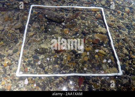 Einen Meter im Quadrat Quadrat, verwendet, um die wissenschaftliche Bewertung der Prozentsatz benthischen Abdeckung zu machen, im flachen Wasser Stockfoto
