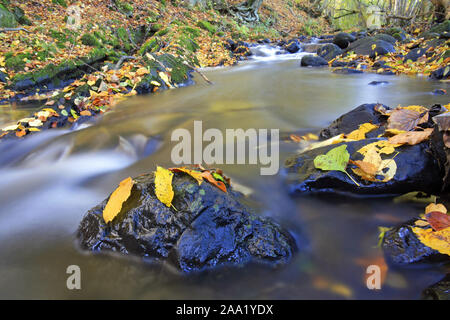 Bachlauf einer Mittelgebirgslandschaft im Herbst mit frisch gefallenem Laub, Langzeitbelichtung, Ulmbach, Westerwald, Hessen, Deutschland/Bach in einem Stockfoto