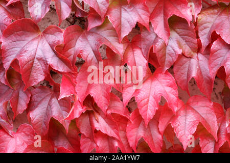 Herbstlich gefärbter Wilder Wein/herbstlich gefärbten Virginia Creeper Stockfoto